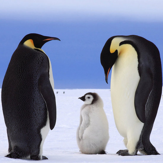 Fun Penguin Facts to Celebrate Penguin Awareness Day Fun Penguin Facts to Celebrate Penguin Awareness Day