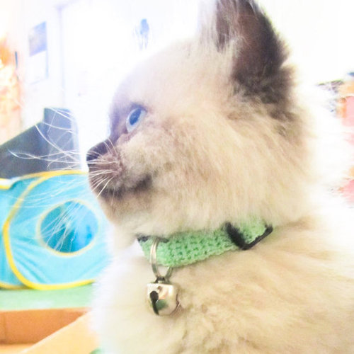 Crocheted Cat Collar Crocheted Cat Collar