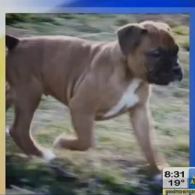Jennifer Lopez Gets a New Dog