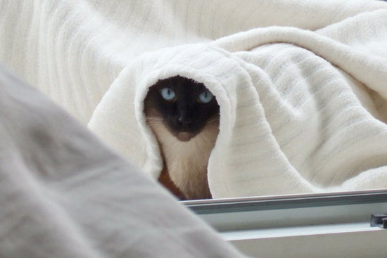 Siamese cats can become extremely attached to their human counterparts, causing them not to be the best pet for people who work long hours. Or, pick up a buddy for your kitty; she'll love chasing her cat pal around while you're away at work.
Source: Flickr user DerPoschist
Siamese cats can become extremely attached to their human counterparts, causing them not to be the best pet for people who work long hours. Or, pick up a buddy for your kitty; she'll love chasing her cat pal around while you're away at work.
Source: Flickr user DerPoschist