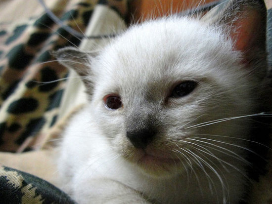 Siamese kittens are born white with markings developing around four weeks of age. A heat-sensitive gene causes the coloring to develop on the cooler parts of the body, which is the result of a partial albinism gene. And Siamese cats darken as they age, showing a difference in coloring as the cat grows through adulthood.
Source: Flickr user BlackZero_007
Siamese kittens are born white with markings developing around four weeks of age. A heat-sensitive gene causes the coloring to develop on the cooler parts of the body, which is the result of a partial albinism gene. And Siamese cats darken as they age, showing a difference in coloring as the cat grows through adulthood.
Source: Flickr user BlackZero_007