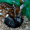 Our Favorite Baby Animal Snuggling Moment (VIDEO)