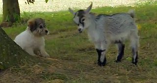 Baby Pygmy Goat Befriends Puppies (VIDEO)