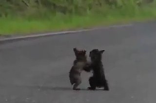 Cute Baby Bears Wrestling (VIDEO)