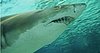 Florida Mom Wrestles Down a Shark to Save Daughter (VIDEO)