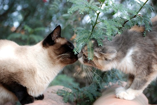 Kitty Kiss Kitty Kiss