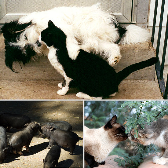 Pucker Up: Cute Pictures of Animals Kissing Pucker Up: Cute Pictures of Animals Kissing