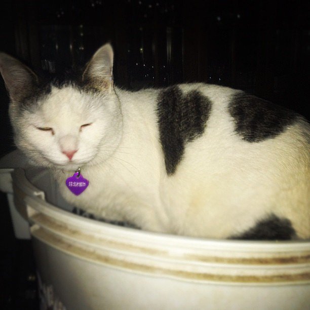 You Know You Love Me, XOXO Gossip Cat You Know You Love Me, XOXO Gossip Cat