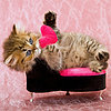 Valentine's Day Cards From the Cat