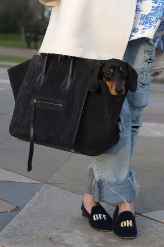 The perfect accessory? An adorable Dachshund sitting prim inside your Céline tote.
The perfect accessory? An adorable Dachshund sitting prim inside your Céline tote.