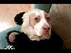 The Ultimate Dog Shaming Video