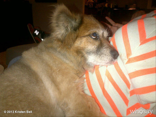 Kristen Bell's baby belly got a welcome snuggle from her dog, Lola.
Source: Twitter user IMKristenBell
Kristen Bell's baby belly got a welcome snuggle from her dog, Lola.
Source: Twitter user IMKristenBell