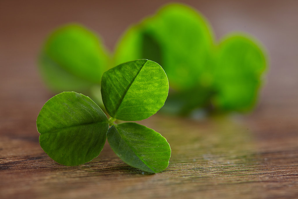 Make Leprechaun Traps Make Leprechaun Traps