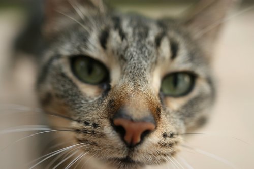 "That is waaay too close, buddy."
Source: Flickr user bendus
"That is waaay too close, buddy."
Source: Flickr user bendus