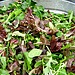 Lettuce