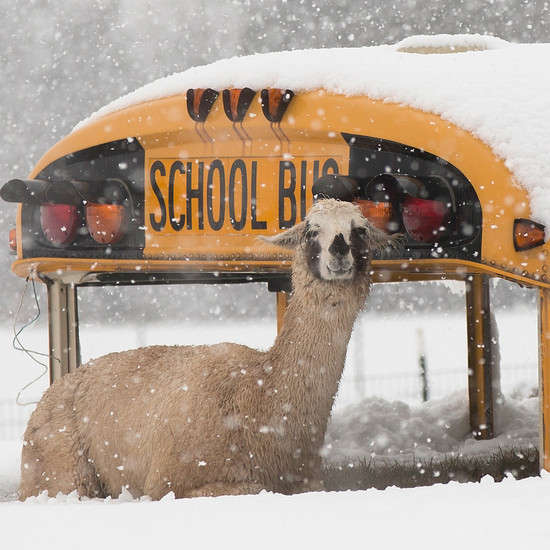 Snow Day