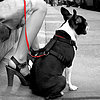 Dog Etiquette