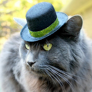 St. Patrick's Day and Pets