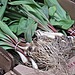 The Spring Food: Ramps
