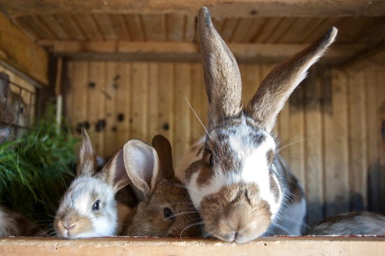 Skip the Easter Chocolate and Feast Your Eyes on Cute Bunnies Instead Skip the Easter Chocolate and Feast Your Eyes on Cute Bunnies Instead