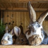 Cute Bunny Videos Cute Bunny Videos