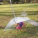 Dog Umbrella