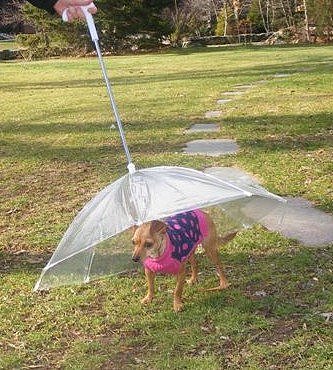 Dog Umbrella Dog Umbrella
