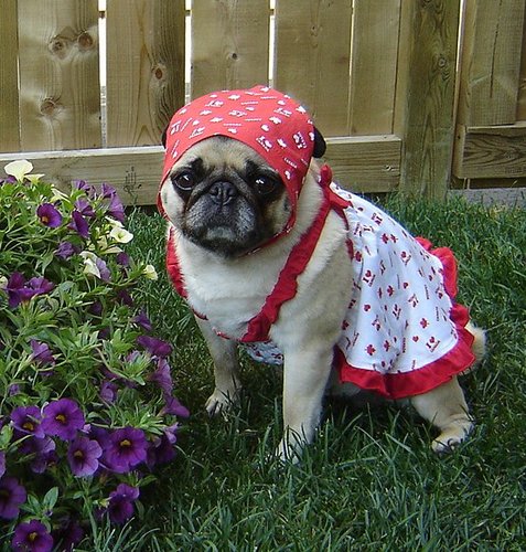 Cute Pug Dressed Up