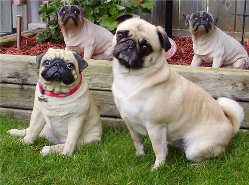Pug Statue