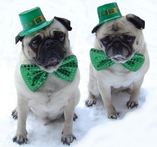 Pugs St. Patrick's Day