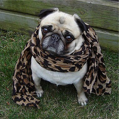 Sophisticated Pug