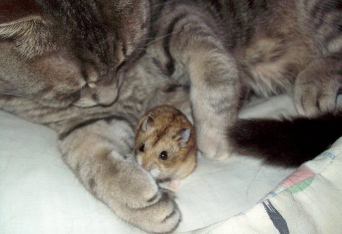 Who says that cats and rodents can't get along? Hamsters are normally just prey to cats, but this pair makes their own rules.
Source: Flickr user Kim's Pics :)
Who says that cats and rodents can't get along? Hamsters are normally just prey to cats, but this pair makes their own rules.
Source: Flickr user Kim's Pics :)