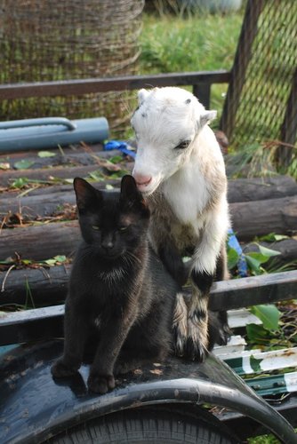 Hey, kid! Wanna hang?
Source: Imgur user big_onion
Hey, kid! Wanna hang?
Source: Imgur user big_onion