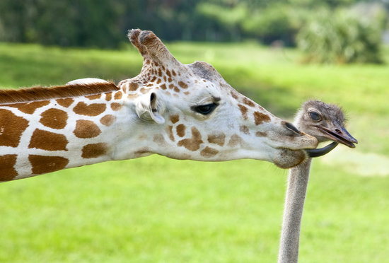 This ostrich must be sweet because his giraffe friend loves to shower him in kisses.
Source: Flickr user SeaWorldFlorida
This ostrich must be sweet because his giraffe friend loves to shower him in kisses.
Source: Flickr user SeaWorldFlorida