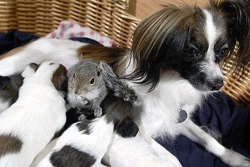 This family of Papillons has an adopted member: a baby squirrel named Finnegan!
Source: Flickr user frankdtito
This family of Papillons has an adopted member: a baby squirrel named Finnegan!
Source: Flickr user frankdtito