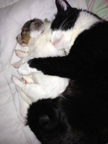 A cat and dog spooning?! We never thought we'd see the day.
Source: Imgur user Flick1999
A cat and dog spooning?! We never thought we'd see the day.
Source: Imgur user Flick1999
