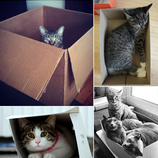 Curious Kitty: Cats Love Exploring Cardboard Boxes Curious Kitty: Cats Love Exploring Cardboard Boxes
