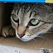 Hide and Seek