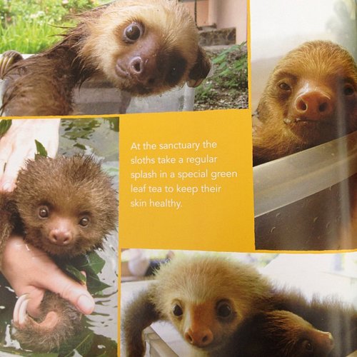 We just had to share this adorable page from A Little Book of Sloth on our Instagram.
We just had to share this adorable page from A Little Book of Sloth on our Instagram.