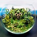 Yoda Terrarium