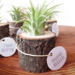 Cute Office Plants