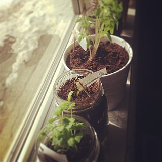 Foods You Can Grow in Your Apartment