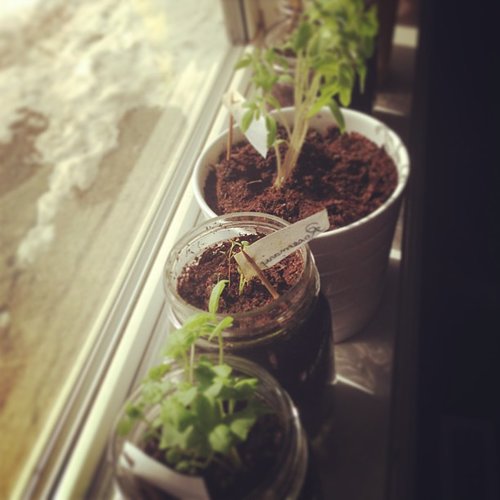 Foods You Can Grow in Your Apartment