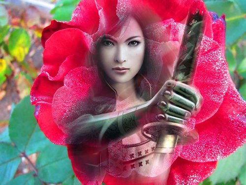 Dew on Roses