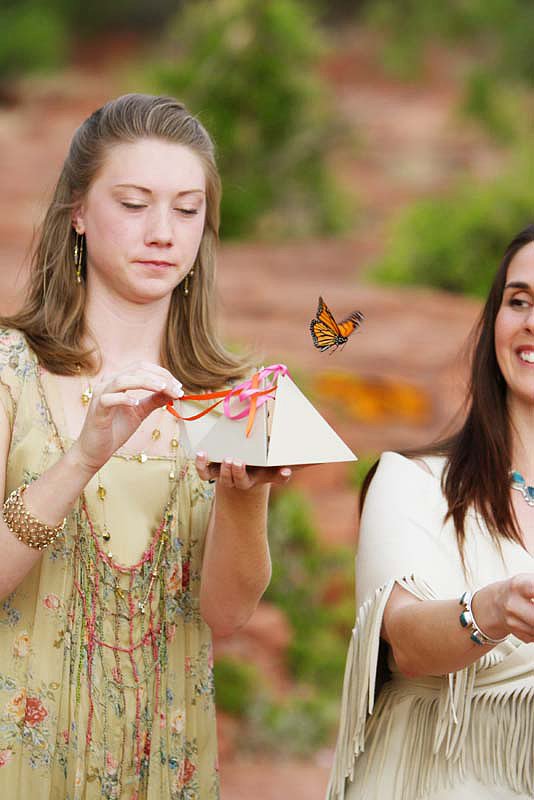 Butterflies Butterflies