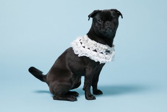 Pepper, a Pug-Terrier mix, with Michaela Buerger's White Crochet Chiffon Jane Collar ($535).
Photo courtesy of Avenue32.
Pepper, a Pug-Terrier mix, with Michaela Buerger's White Crochet Chiffon Jane Collar ($535).
Photo courtesy of Avenue32.