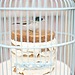 Put a Bird on It