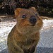 What Is a Quokka?