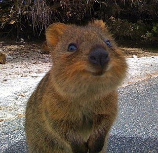 What Is a Quokka?