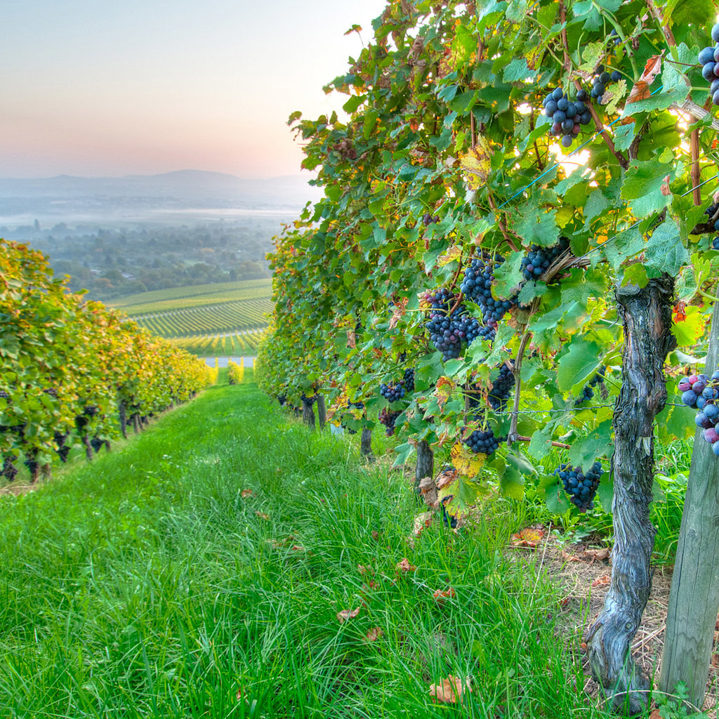 For the Wine-Loving Bride: A Winery Tour For the Wine-Loving Bride: A Winery Tour